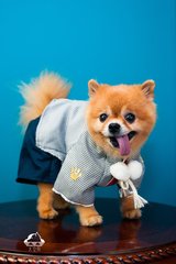 tptokenpocket下载