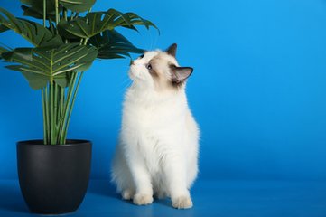XLM钱包app下载