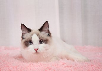 小狐狸钱包怎么发送代币