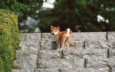 Zcash钱包app